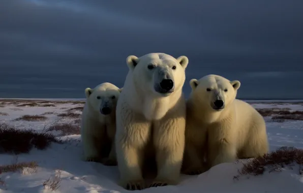 Winter, the sky, light, snow, clouds, shore, bears, polar bear