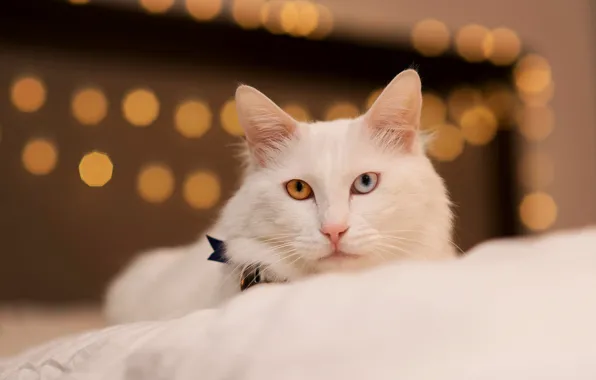 Picture cat, white, eyes, cat, look, face, lights, comfort