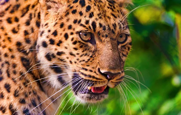 Picture mustache, look, face, leopard, profile, leopard, a large spotted cat, panthera pardus