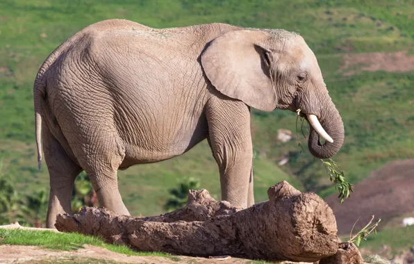 Picture field, leaves, trees, nature, elephant, log, meal