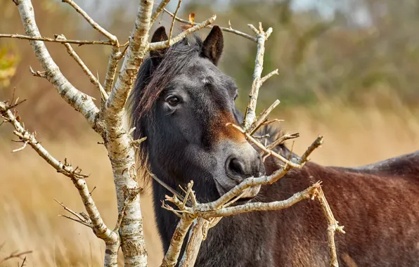 Look, face, branches, horse, horse, portrait, chestnut
