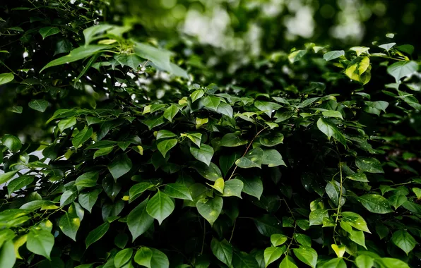 Picture leaves, macro, plant, ficus