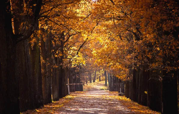 Autumn, leaves, trees, Park, colorful, alley, nature, park