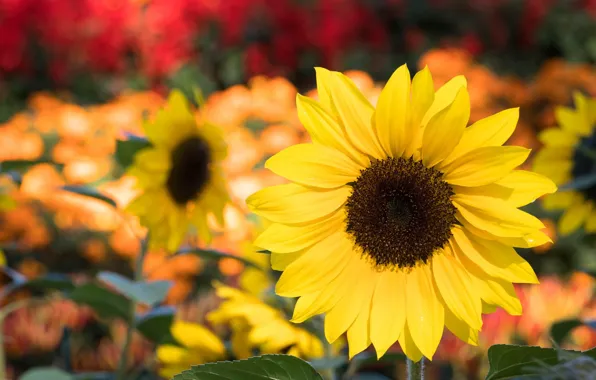 Summer, Flower, Sunflower, flowering