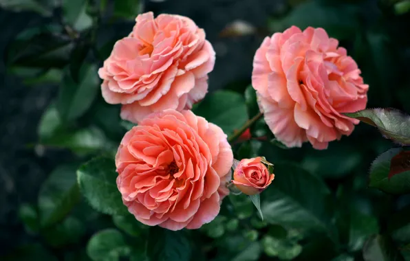 Macro, roses, rosebud