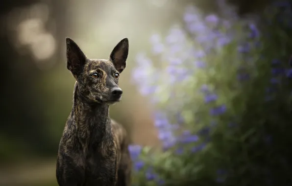 Each, dog, ears
