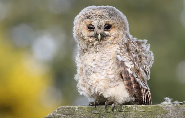 Look, background, owl, bird, portrait, Board, sitting, chick