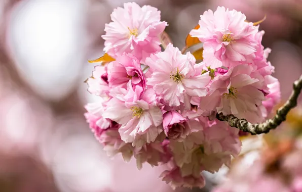 Flowers, branch, spring, Sakura, pink, flowering, a lot, lush
