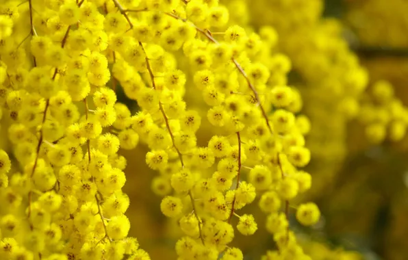 Macro, nature, glare, yellow, blur, shrub, acacia