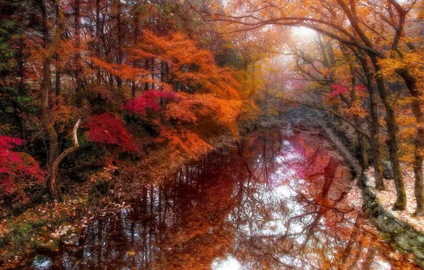 Autumn, nature, river