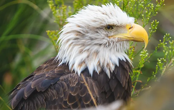 Grass, look, flowers, bird, eagle, portrait, feathers, predatory