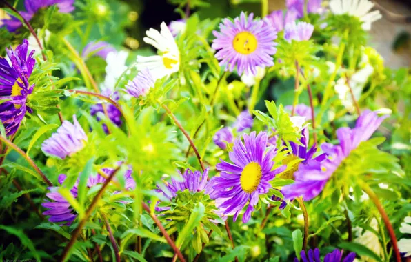 Picture summer, macro, landscape, flowers, nature, photo, cute, beautiful