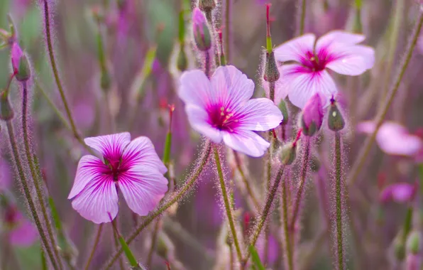 Picture flowers, background, pink, buds