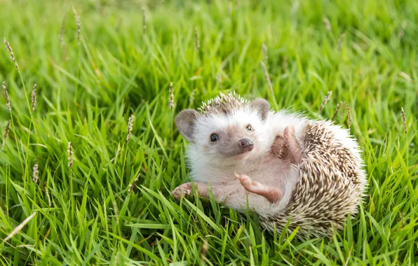 Greens, grass, look, pose, glade, muzzle, lies, hedgehog