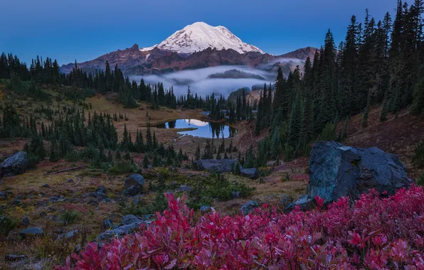 Forest, mountains, shrubs
