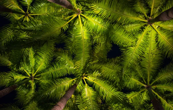 Leaves, palm trees, background, green, crown, background, leaves, palms