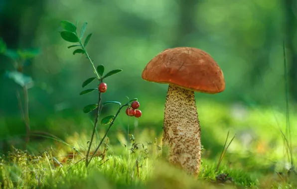 Picture mushrooms, boletus, cranberries