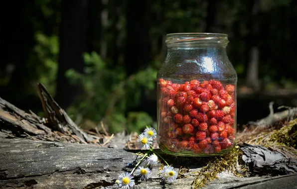 Forest, flowers, nature, berries, strawberries, Bank, log, forest