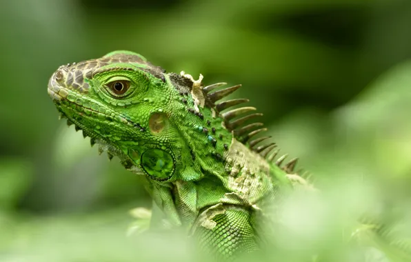 Lizard, iguana, bokeh, green iguana