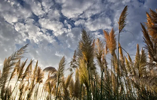 The sky, clouds, nature, reed