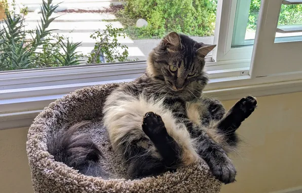 Cat, cat, legs, window, bench