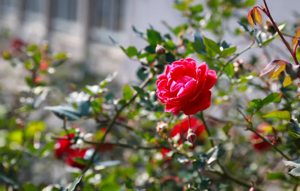 Picture rose, Bush, petals