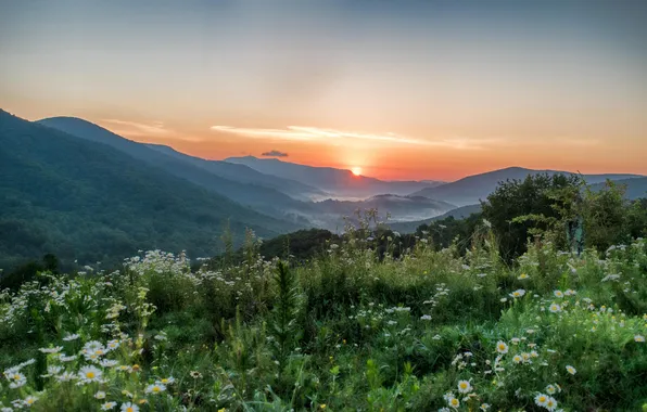Flowers, mountains, fog, dawn, the slopes, chamomile, dal, morning