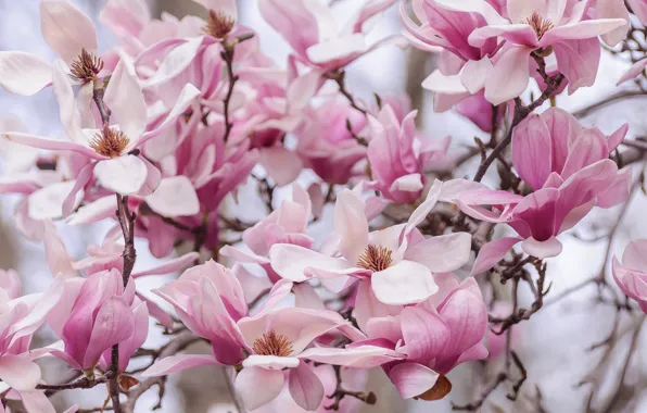 Spring, petals, Magnolia