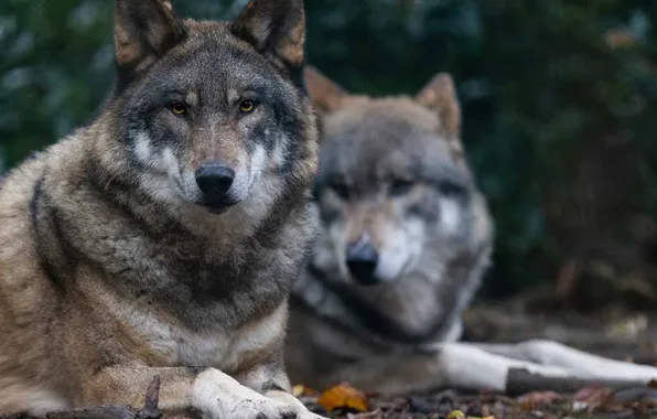 Picture nature, face, animal, wolf, wildlife, head, fur, mammal