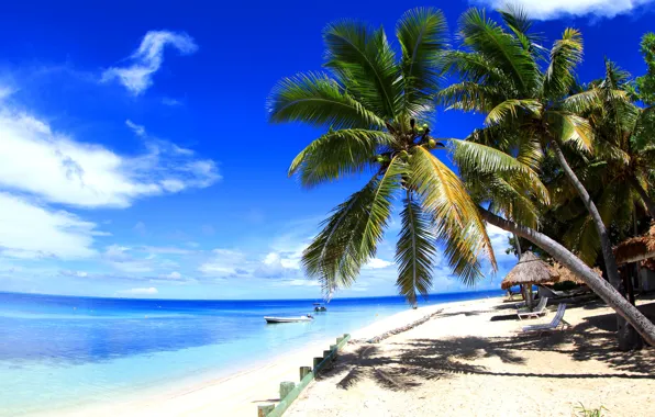 Beach, palm trees, the ocean, exotic