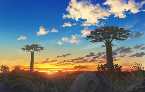 Landscape, sunset, nature, baobabs