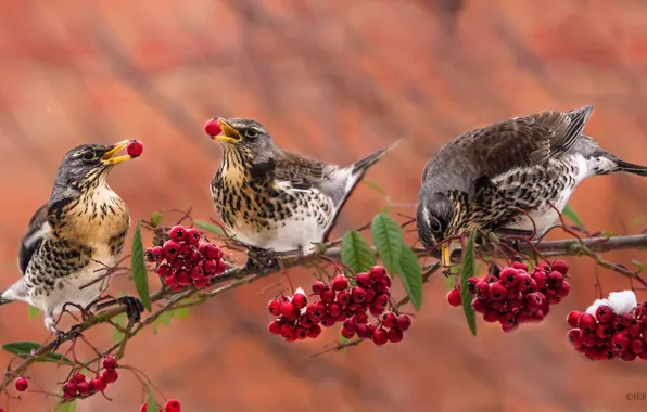 Birds, berries, background