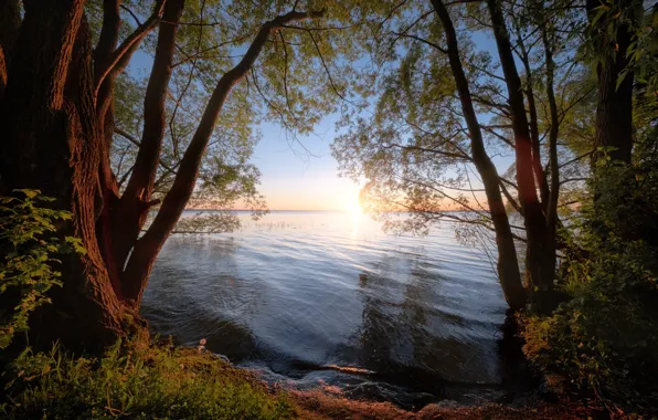 Trees, sunset, river