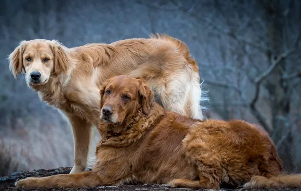 Background, each, dog