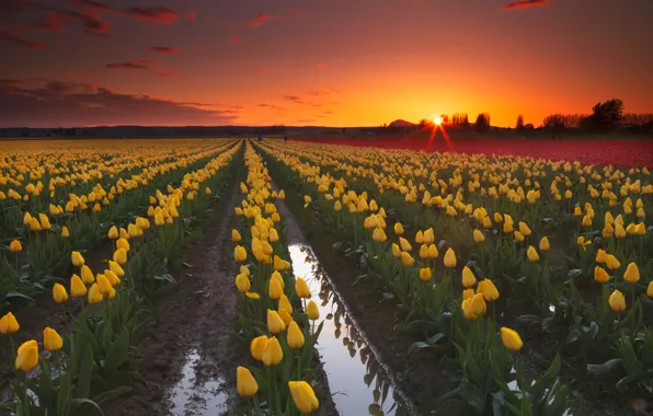 Field, the sky, the sun, rays, sunset, flowers, spring, dal