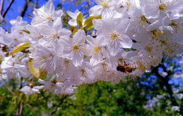 Leaves, flowers, cherry, bee, branch, spring, garden, Sakura