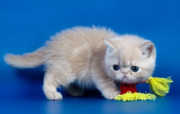 Cat, look, background