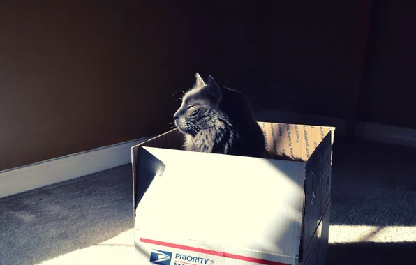 Picture cat, light, box