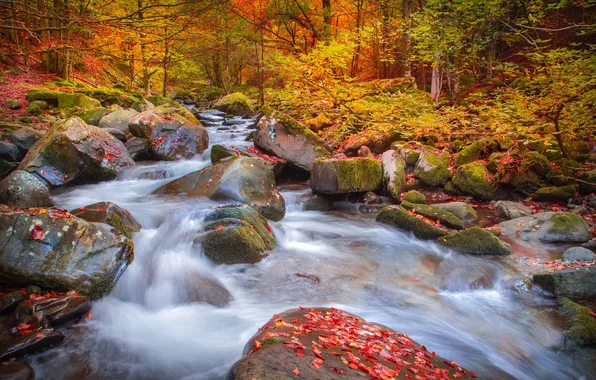 Autumn, forest, nature, river