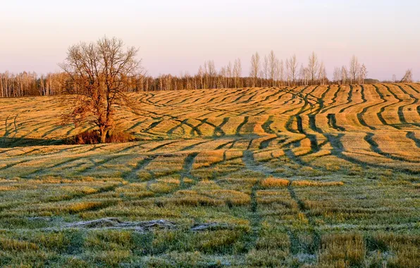 Field, autumn, morning