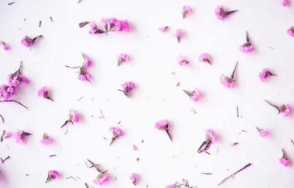 Picture background, pink, buds