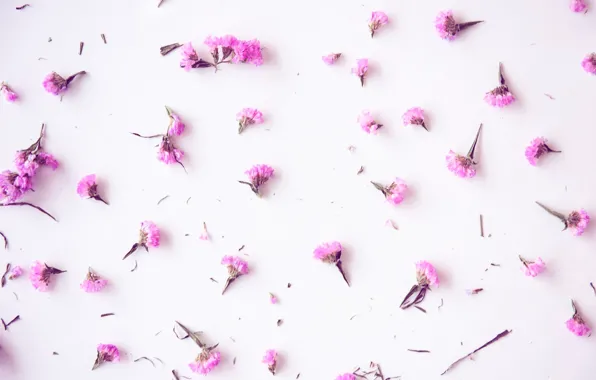 Background, pink, buds