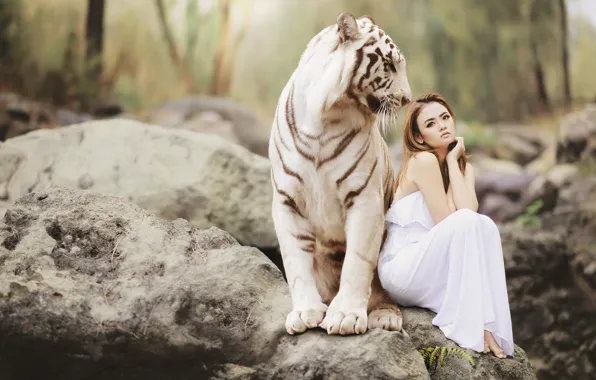 White, girl, nature, tiger, stones, mood, the situation, dress