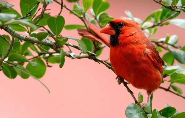 Picture leaves, branches, bird, cardinal, red cardinal, virgin cardinal