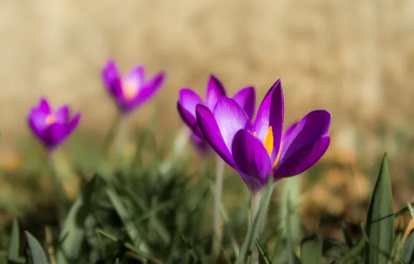 Macro, spring, crocuses, bokeh, saffron