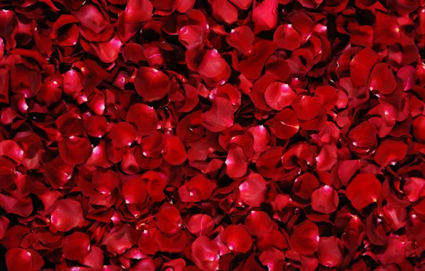 Red, background, rose, petals