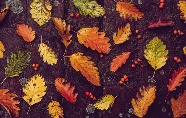 Autumn, leaves, nature, berries, foliage, leaf, fruit, a lot