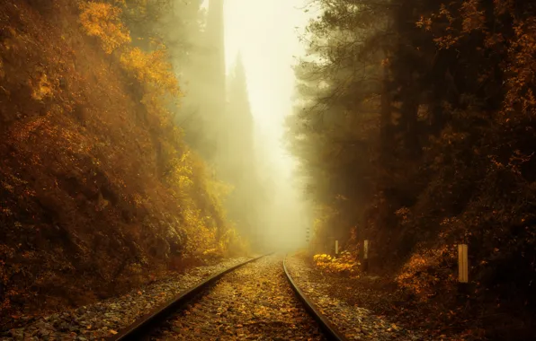 Picture autumn, fog, railroad