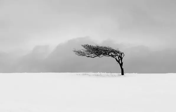 Picture field, snow, tree