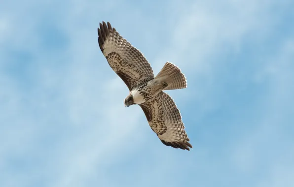 The sky, bird, Falcon